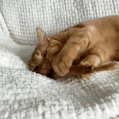 MichiCare™ Palitos Dentales Naturales